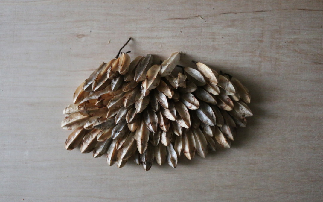 Drawing With Seeds