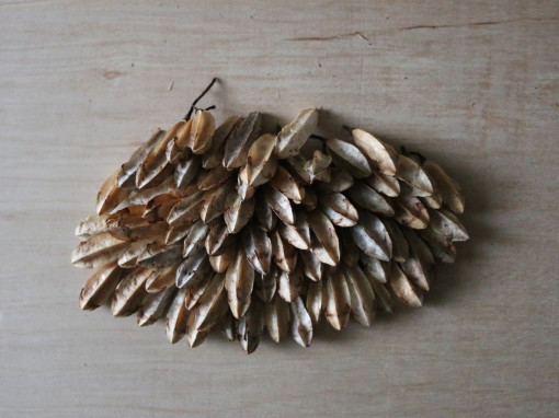 Drawing With Seeds